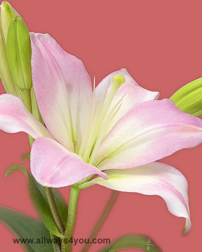 Lilies La Hybrid Sammer Flowers